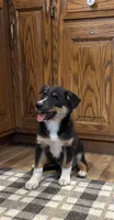 Henry , a male Australian Cattle Dog and Australian Shepherd for sale in Burlington, MI – 4 of 6