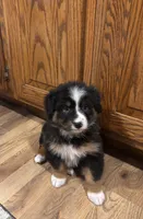 Shana , a female Bernese Mountain Dog for sale in Burlington, MI – 3 of 3