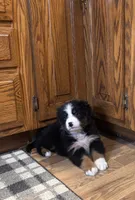 Mickey, a male Bernese Mountain Dog for sale in Burlington, MI – 4 of 4