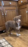 Arthur, a male Australian Cattle Dog and Australian Shepherd for sale in Burlington, MI – 2 of 5