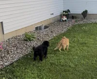 Ellie, a female Aussiedoodle for sale in Burlington, MI – Photo 4 of 4