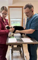 Luna, a female Australian Shepherd for sale in Burlington, MI – Photo 7 of 8