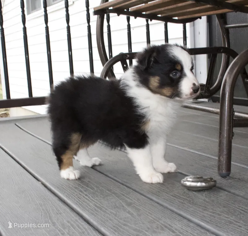 Luna – Australian Shepherd puppy for sale in Burlington, MI