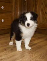Luna, a female Australian Shepherd for sale in Burlington, MI – Photo 3 of 8