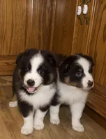 Luna, a female Australian Shepherd for sale in Burlington, MI – Photo 5 of 8