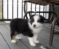 Luna, a female Australian Shepherd for sale in Burlington, MI – Photo 2 of 2
