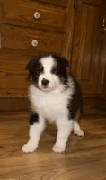 Luna, a female Australian Shepherd for sale in Burlington, MI – Photo 2 of 8