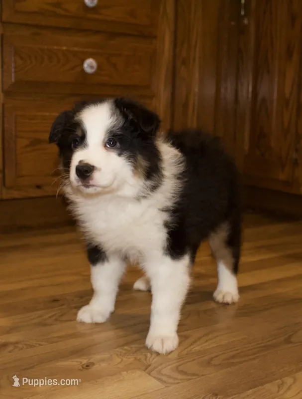 Luna – Australian Shepherd puppy for sale in Burlington, MI