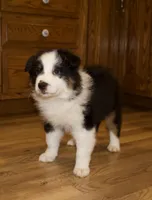 Luna, a female Australian Shepherd for sale in Burlington, MI – Photo 1 of 8