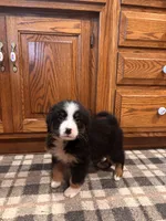 Mickey, a male Bernese Mountain Dog for sale in Burlington, MI – 1 of 4