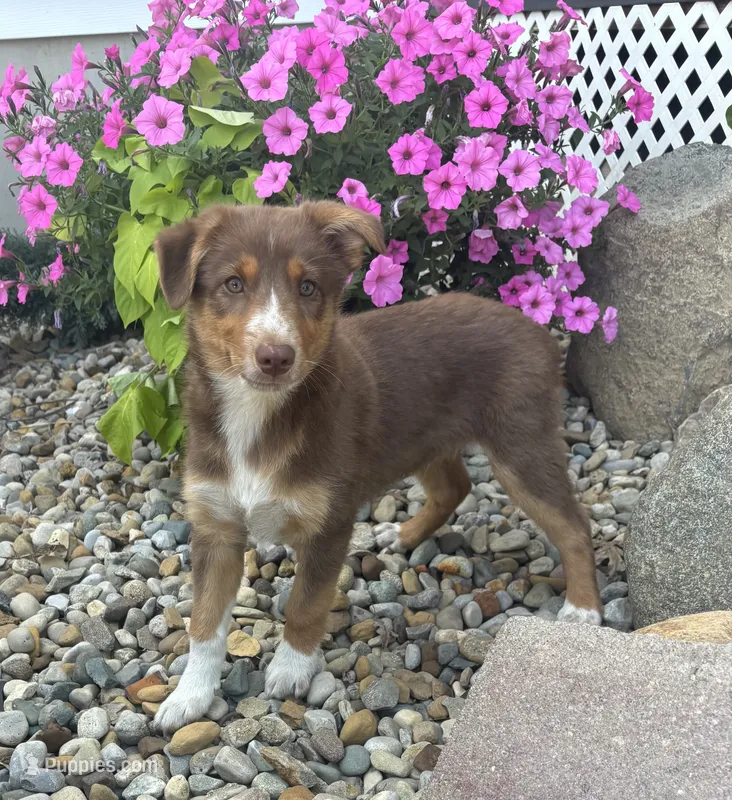 Arthur – Australian Cattle Dog, Australian Shepherd puppy for sale in Burlington, MI