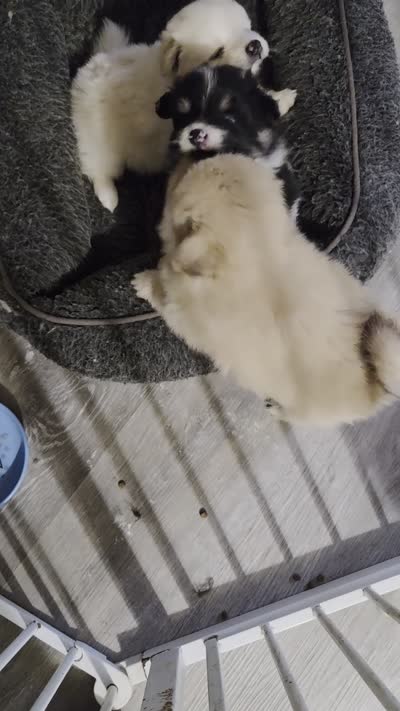 Facility video