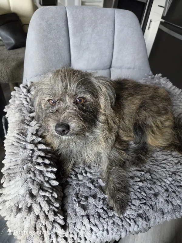 Snickers – Cairn Terrier, Pomeranian puppy for sale in Fennville, MI