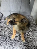 Tater, a male Chihuahua and Pomeranian for sale in Fennville, MI – 8 of 9