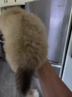 Mocha, a male Pomeranian for sale in Fennville, MI – 3 of 3