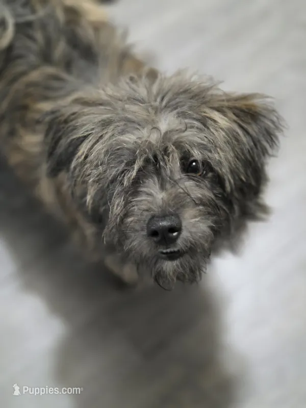 Snickers – Cairn Terrier, Pomeranian puppy for sale in Fennville, MI