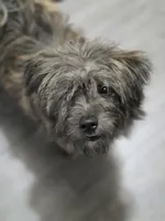 Snickers, a female Cairn Terrier and Pomeranian for sale in Fennville, MI – 1 of 3
