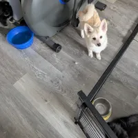 Buttercup, a female Pomsky for sale in Fennville, MI – Photo 7 of 10