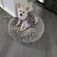 Buttercup, a female Pomsky for sale in Fennville, MI – Photo 3 of 10