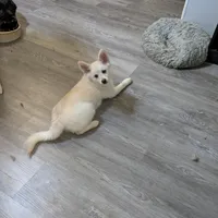 Buttercup, a female Pomsky for sale in Fennville, MI – Photo 9 of 10