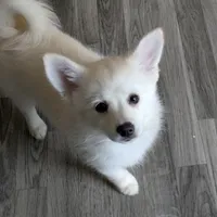 Buttercup, a female Pomsky for sale in Fennville, MI – Photo 5 of 10