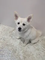 Buttercup, a female Pomsky for sale in Fennville, MI – Photo 10 of 10