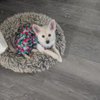 Buttercup, a female Pomsky for sale in Fennville, MI – Photo 6 of 10