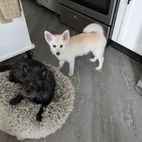 Buttercup, a female Pomsky for sale in Fennville, MI – Photo 8 of 10