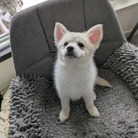 Buttercup, a female Pomsky for sale in Fennville, MI – Photo 2 of 10