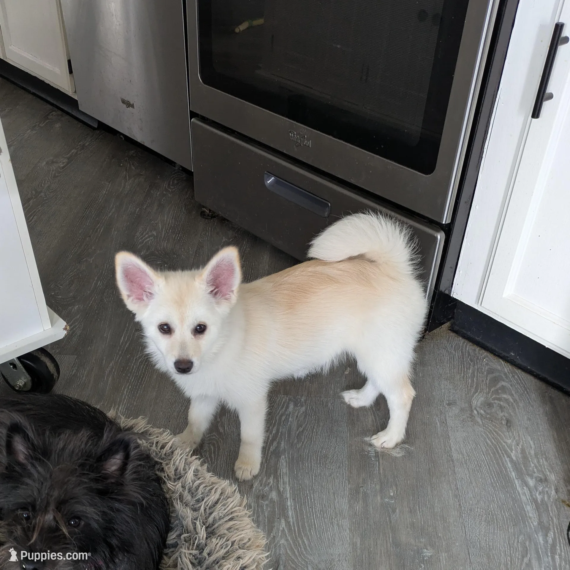 Buttercup, a female Pomsky for sale in Fennville, MI – Photo 4 of 10