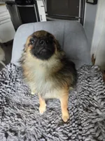 Tater, a male Chihuahua and Pomeranian for sale in Fennville, MI – 7 of 9