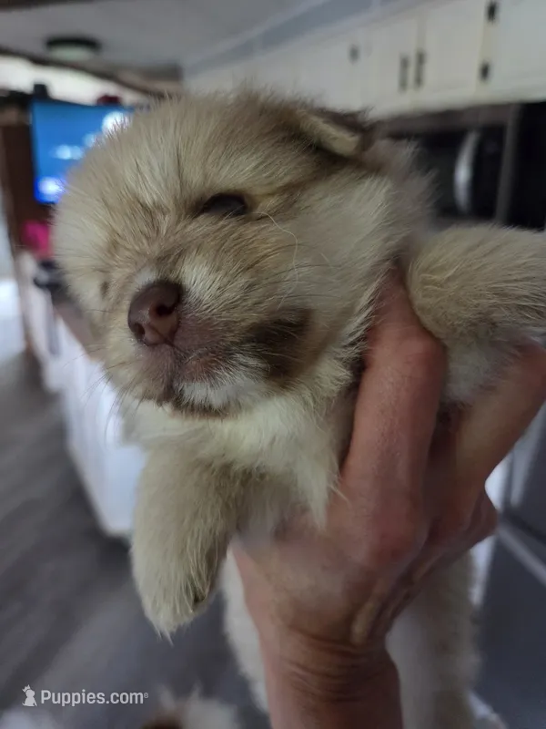 Mocha – Pomeranian puppy for sale in Fennville, MI