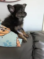 Mocha, a male Pomchi for sale in Fennville, MI – Photo 7 of 7