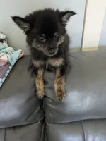 Mocha, a male Pomchi for sale in Fennville, MI – Photo 2 of 7