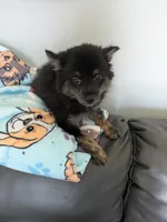 Mocha, a male Pomchi for sale in Fennville, MI – Photo 6 of 7