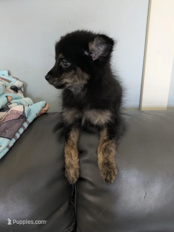 Mocha, a male Pomchi for sale in Fennville, MI – Photo 1 of 7