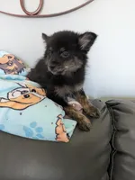 Mocha, a male Pomchi for sale in Fennville, MI – Photo 5 of 7