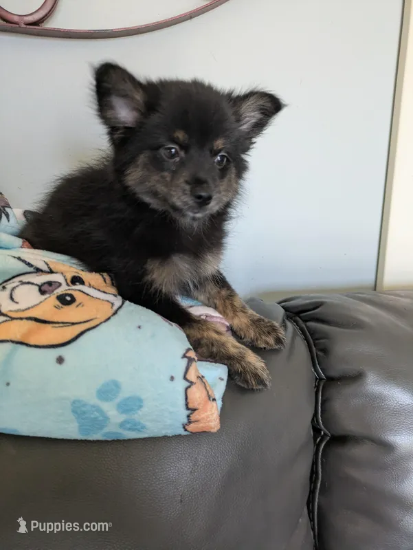 Mocha – Pomchi puppy for sale in Fennville, MI
