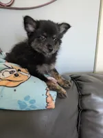 Mocha, a male Pomchi for sale in Fennville, MI – Photo 4 of 7