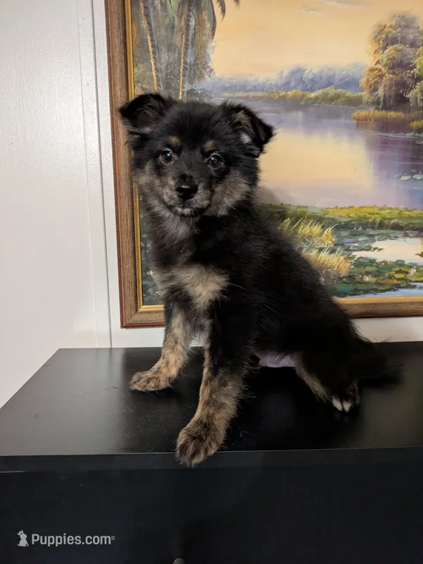 Mocha – Pomchi puppy for sale in Fennville, MI