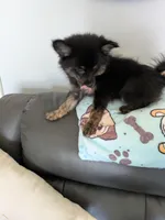 Mocha, a male Pomchi for sale in Fennville, MI – Photo 3 of 7