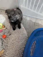 Snickers, a female Cairn Terrier and Pomeranian for sale in Fennville, MI – Photo 1 of 3