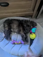 Snickers, a female Cairn Terrier and Pomeranian for sale in Fennville, MI – Photo 6 of 7