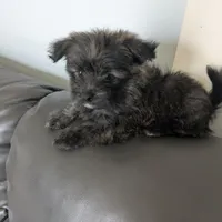 Snickers, a female Cairn Terrier and Pomeranian for sale in Fennville, MI – Photo 1 of 7