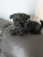 Snickers, a female Cairn Terrier and Pomeranian for sale in Fennville, MI – Photo 3 of 3