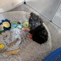 Snickers, a female Cairn Terrier and Pomeranian for sale in Fennville, MI – Photo 3 of 7