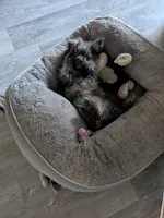 Snickers, a female Cairn Terrier and Pomeranian for sale in Fennville, MI – Photo 8 of 8