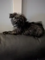 Snickers, a female Cairn Terrier and Pomeranian for sale in Fennville, MI – Photo 4 of 7