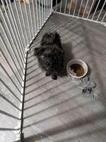 Snickers, a female Cairn Terrier and Pomeranian for sale in Fennville, MI – Photo 5 of 7