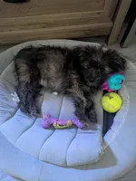 Snickers, a female Cairn Terrier and Pomeranian for sale in Fennville, MI – Photo 7 of 7